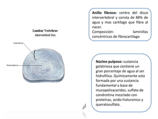 Anillo fibroso: centro del disco
intervertebral y consta de 88% de
agua y mas cartílago que fibra al
nacer.
Composición: laminillas
concéntricas de fibrocartílago
Núcleo pulposo: sustancia
gelatinosa que contiene un
gran porcentaje de agua al ser
hidrofilica. Químicamente esta
formada por una sustancia
fundamental a base de
mucopolisacaridos, sulfato de
condroitina mezclado con
proteínas, acido hialuronico y
queratosulfato.
 