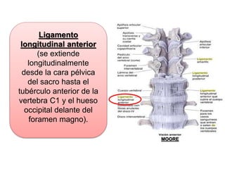Ligamento
longitudinal anterior
(se extiende
longitudinalmente
desde la cara pélvica
del sacro hasta el
tubérculo anterior de la
vertebra C1 y el hueso
occipital delante del
foramen magno).
MOORE
 