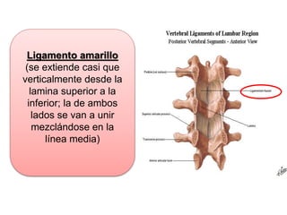Ligamento amarillo
(se extiende casi que
verticalmente desde la
lamina superior a la
inferior; la de ambos
lados se van a unir
mezclándose en la
línea media)
 