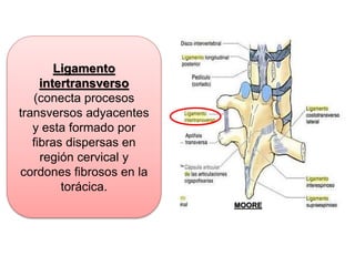Ligamento
intertransverso
(conecta procesos
transversos adyacentes
y esta formado por
fibras dispersas en
región cervical y
cordones fibrosos en la
torácica.
MOORE
 