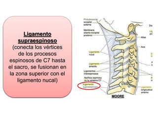 Ligamentos
longitudinal posterior
(cursa por dentro del
conducto vertebral, por
la cara posterior de los
cuerpos vertebrales y
se fija principalmente a
los discos
intervertebrales)
Ligamento
supraespinoso
(conecta los vértices
de los procesos
espinosos de C7 hasta
el sacro, se fusionan en
la zona superior con el
ligamento nucal)
MOORE
 