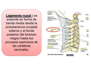 Ligamento nucal ( se
extiende en forma de
banda media desde la
protuberancia occipital
externa y el borde
posterior del foramen
magno hasta los
procesos espinosos de
las vertebras
cervicales.
MOORE
 