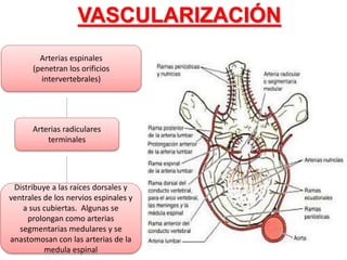 VASCULARIZACIÓN
Arterias espinales
(penetran los orificios
intervertebrales)
Arterias radiculares
terminales
Distribuye a las raíces dorsales y
ventrales de los nervios espinales y
a sus cubiertas. Algunas se
prolongan como arterias
segmentarias medulares y se
anastomosan con las arterias de la
medula espinal
 