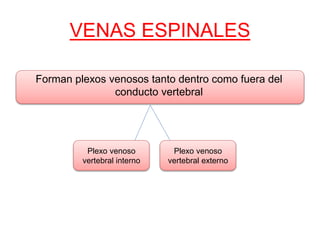 VENAS ESPINALES
Forman plexos venosos tanto dentro como fuera del
conducto vertebral
Plexo venoso
vertebral interno
Plexo venoso
vertebral externo
 