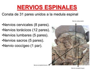 NERVIOS ESPINALES
Consta de 31 pares unidos a la medula espinal
•Nervios cervicales (8 pares).
•Nervios torácicos (12 pares).
•Nervios lumbares (5 pares).
•Nervios sacros (5 pares).
•Nervio coccígeo (1 par).
Nervio suboccipital
Nervio occipital mayor
Nervio occipital tercero
 