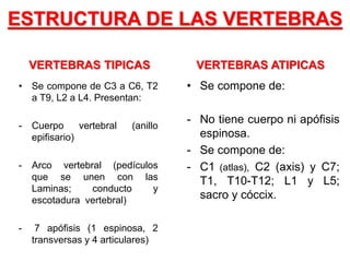 ESTRUCTURA DE LAS VERTEBRAS
VERTEBRAS TIPICAS
• Se compone de C3 a C6, T2
a T9, L2 a L4. Presentan:
- Cuerpo vertebral (anillo
epifisario)
- Arco vertebral (pedículos
que se unen con las
Laminas; conducto y
escotadura vertebral)
- 7 apófisis (1 espinosa, 2
transversas y 4 articulares)
VERTEBRAS ATIPICAS
• Se compone de:
- No tiene cuerpo ni apófisis
espinosa.
- Se compone de:
- C1 (atlas), C2 (axis) y C7;
T1, T10-T12; L1 y L5;
sacro y cóccix.
 