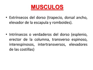 MUSCULOS
• Extrínsecos del dorso (trapecio, dorsal ancho,
elevador de la escapula y romboides).
• Intrínsecos o verdaderos del dorso (esplenio,
erector de la columna, transverso espinoso,
interespinosos, intertransversos, elevadores
de las costillas)
 