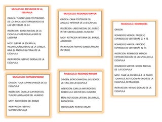 MUSUCULO: ELEVADOR DE LA
ESCAPULA
ORIGEN: TUBÉRCULOS POSTERIORES
DE LOS PROCESOS TRANSVERSOS DE
LAS VÉRTEBRAS C1-C4
INSERCION: BORDE MEDIAL DE LA
ESCAPULA SUPERIORA LA RAÍZ DE
LAESPINA
MOV: ELEVAR LA ESCAPULA,
INCLINACION LATERAL DE LA CABEZA,
BAJA EL ANGULO LATERAL DE LA
ESCAPULA
INERVACION: NERVIO DORSAL DE LA
ESCAPULA
MUSUCULO: ROMBOIDES
ORIGEN:
ROMBOIDE MENOR: PROCESO
ESPINOSO DE VERTEBRAS C7 Y T1
ROMBOIDE MAYOR: PROCESO
ESPINOSO DE VERTEBRAS T2-T5
INSERCION: ROMBOIDE MENOR:
EXTREMO MEDIAL DE LAESPINA DE LA
ESCAPULA
ROMBOIDE MAYOR: BORDE MEDIAL
DE LA ESCAPULA
MOV: FIJAR LA ESCAPULA A LA PARED
TORAXICA, ROTACION INFERIOR DE LA
ESCAPULA, RETRACCION.
INERVACION: NERVIO DORSAL DE LA
ESCAPULA
MUSUCULO: REDONDO MAYOR
ORIGEN: CARA POSTERIOR DEL
ANGULO INFERIOR DE LA ESCAPULA
INSERCION: LABIO MEDIAL DEL SURCO
INTERTUBERCULARDEL HUMERO
MOV: ROTACION INTERNA DEL BRAZO,
ADUCCION
INERVACION: NERVIO SUBESCAPULAR
INFERIOR
MUSUCULO: REDONDO MENOR
ORIGEN: PORCIONMEDIAL DEL BORDE
LATERAL DE LA ESCAPULA
INSERCION: CARILLA INFERIOR DEL
TUBERCULO MAYOR DEL HUMERO
MOV: ROTACION LATERAL DEL BRAZO,
ABDUCCION
INERVACION: NERVIO AXILAR
MUSUCULO: SUPRAESPINOSO
ORIGEN: FOSA SUPRAESPINOSA DE LA
ESCAPULA
INSERCION: CARILLA SUPERIOR DEL
TUBERCULO MAYOR DEL HUMERO
MOV: ABDUCCION DEL BRAZO
INERVACION: NERVIO
SUPRAESCAPULAR
 