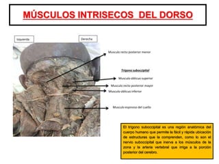 MÚSCULOS INTRISECOS DEL DORSO
Musculo oblicuo superior
Musculo recto posterior mayor
Musculo oblicuo inferior
Musculo recto posterior menor
Trígono suboccipital
Musculo espinoso del cuello
DerechaIzquierda
El trígono suboccipital es una región anatómica del
cuerpo humano que permite la fácil y rápida ubicación
de estructuras que la comprenden, como lo son el
nervio suboccipital que inerva a los músculos de la
zona y la arteria vertebral que irriga a la porción
posterior del cerebro.
 