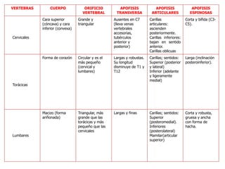 VERTEBRAS CUERPO ORIFICIO
VERTEBRAL
APOFISIS
TRANSVERSA
APOFISIS
ARTICULARES
APOFISIS
ESPINOSAS
Cervicales
Cara superior
(cóncava) y cara
inferior (convexa)
Grande y
triangular
Ausentes en C7
(lleva venas
vertebrales
accesorias,
tubérculos
anterior y
posterior)
Carillas
articulares:
ascienden
posteriormente.
Carillas inferiores:
bajan en sentido
anterior.
Carillas oblicuas
Corta y bífida (C3-
C5).
Torácicas
Forma de corazón Circular y es el
más pequeño
(cervical y
lumbares)
Largas y robustas.
Su longitud
disminuye de T1 y
T12
Carillas; sentidos:
Superior (posterior
y lateral)
Inferior (adelante
y ligeramente
medial)
Larga (inclinación
posteroinferior).
Lumbares
Macizo (forma
ariñonada)
Triangular, más
grande que las
torácicas y más
pequeño que las
cervicales
Largas y finas Carillas; sentidos:
Superior
(posteromedial).
Inferiores
(posterolateral)
Mamilar(articular
superior)
Corta y robusta,
gruesa y ancha
con forma de
hacha.
 