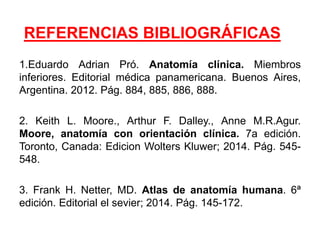 REFERENCIAS BIBLIOGRÁFICAS
1.Eduardo Adrian Pró. Anatomía clínica. Miembros
inferiores. Editorial médica panamericana. Buenos Aires,
Argentina. 2012. Pág. 884, 885, 886, 888.
2. Keith L. Moore., Arthur F. Dalley., Anne M.R.Agur.
Moore, anatomía con orientación clínica. 7a edición.
Toronto, Canada: Edicion Wolters Kluwer; 2014. Pág. 545-
548.
3. Frank H. Netter, MD. Atlas de anatomía humana. 6ª
edición. Editorial el sevier; 2014. Pág. 145-172.
 