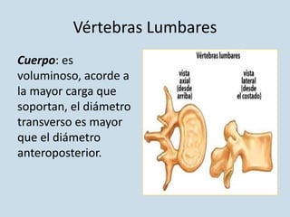 Vértebras Lumbares
Cuerpo: es
voluminoso, acorde a
la mayor carga que
soportan, el diámetro
transverso es mayor
que el diámetro
anteroposterior.
 
