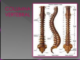 Vertebral Pathologies Comprehensive Overview of Vertebral Anatomy, Pathologies, and Imaging ...
