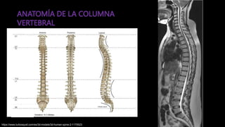 Columna vertebral, anatomia radiologica. .pptx