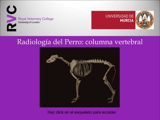 Radiología del Perro: columna vertebral
Haz click en el esqueleto para acceder
 