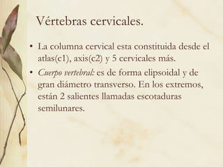 Vértebras cervicales.La columna cervical esta constituida desde el atlas(c1), axis(c2) y 5 cervicales más.Cuerpo vertebral: es de forma elipsoidal y de gran diámetro transverso. En los extremos, están 2 salientes llamadas escotaduras semilunares. 