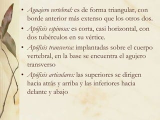 Aguajero vertebral: es de forma triangular, con borde anterior más extenso que los otros dos.Apófisis espinosa: es corta, casi horizontal, con dos tubérculos en su vértice. Apófisis transversa: implantadas sobre el cuerpo vertebral, en la base se encuentra el agujero transversoApófisis articulares: las superiores se dirigen hacia atrás y arriba y las inferiores hacia delante y abajo
