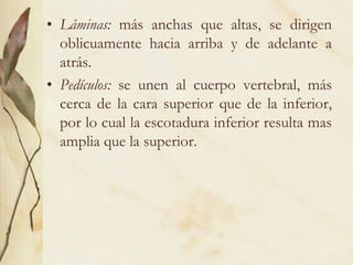 Láminas: más anchas que altas, se dirigen oblicuamente hacia arriba y de adelante a atrás.Pedículos: se unen al cuerpo vertebral, más cerca de la cara superior que de la inferior, por lo cual la escotadura inferior resulta mas amplia que la superior. 