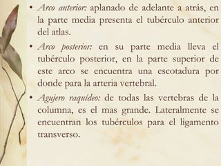 Arco anterior: aplanado de adelante a atrás, en la parte media presenta el tubérculo anterior del atlas.Arco posterior: en su parte media lleva el tubérculo posterior, en la parte superior de este arco se encuentra una escotadura por donde para la arteria vertebral.Agujero raquídeo: de todas las vertebras de la columna, es el mas grande. Lateralmente se encuentran los tubérculos para el ligamento transverso.