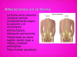 • La forma de la columna
vertebral cambia
constantemente según
la posición y el
movimiento
• PATOLÓGICA:
Alteración permanente
• Observadas en plano
sagital, dando lugar a
cifosis y lordosis
patológicas
• Plano frontal, escoliosis
 