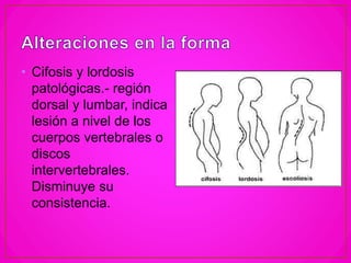 • Cifosis y lordosis
patológicas.- región
dorsal y lumbar, indica
lesión a nivel de los
cuerpos vertebrales o
discos
intervertebrales.
Disminuye su
consistencia.
 
