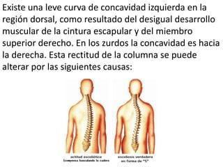 Existe una leve curva de concavidad izquierda en la
región dorsal, como resultado del desigual desarrollo
muscular de la cintura escapular y del miembro
superior derecho. En los zurdos la concavidad es hacia
la derecha. Esta rectitud de la columna se puede
alterar por las siguientes causas:
 