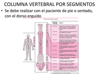 COLUMNA VERTEBRAL POR SEGMENTOS
• Se debe realizar con el paciente de pie o sentado,
con el dorso erguido
 
