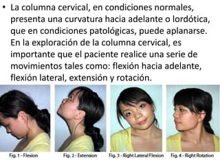 • La columna cervical, en condiciones normales,
presenta una curvatura hacia adelante o lordótica,
que en condiciones patológicas, puede aplanarse.
En la exploración de la columna cervical, es
importante que el paciente realice una serie de
movimientos tales como: flexión hacia adelante,
flexión lateral, extensión y rotación.
 
