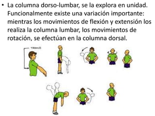 • La columna dorso-lumbar, se la explora en unidad.
Funcionalmente existe una variación importante:
mientras los movimientos de flexión y extensión los
realiza la columna lumbar, los movimientos de
rotación, se efectúan en la columna dorsal.
 