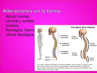 • Adulto normal,
cervical y lumbar,
lordosis
fisiológica. Sacro
cifosis fisiológica
 