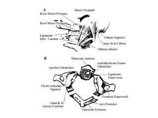 Columna vertebral generalidades