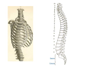 Columna vertebral generalidades