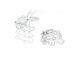Columna vertebral generalidades