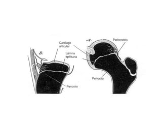 Columna vertebral generalidades