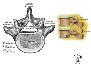 Columna vertebral generalidades