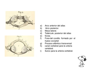 a) Arco anterior del atlas
b) Arco posterior.
c) Masa lateral.
d) Tubérculo posterior del atlas
e) fovea.
f) Fosa del condilo formado por el
hueso occipital
g) Proceso atlántico transversal
h) canal vertebral para la arteria
vertebral.
i) Surco para la arteria vertebral.
 