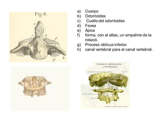 a) Cuerpo
b) Odontoides
c) Cuello del odontoides
d) Fovea
e) Ápice
f) forma, con el atlas, un empalme de la
rotació.
g) Proceso oblicuo inferior.
h) canal vertebral para el canal vertebral.
 
