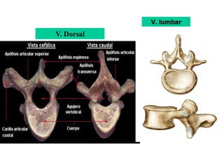 V. lumbar
V. Dorsal
 
