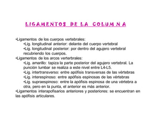 L I G A M E N T O S D E L A C O L U M N A
•Ligamentos de los cuerpos vertebrales:
•Lig. longitudinal anterior: delante del cuerpo vertebral
•Lig. longitudinal posterior: por dentro del agujero vertebral
recubriendo los cuerpos.
•Ligamentos de los arcos verterbrales:
•Lig. amarillo: tapiza la parte posterior del agujero vertebral. La
punción lumbar se realiza a este nivel entre L4-L5.
•Lig. intertransverso: entre apófisis transversas de las vértebras
•Lig. interespinoso: entre apófisis espinosas de las vértebras
•Lig. supraespinoso: entre la apófisis espinosa de una vértebra a
otra, pero en la punta, el anterior es más anterior.
•Ligamentos interapofisarios anteriores y posteriores: se encuentran en
las apófisis articulares.
 