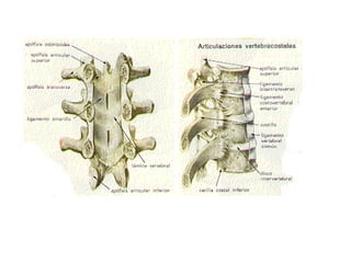 Columna vertebral generalidades