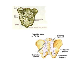 Columna vertebral generalidades