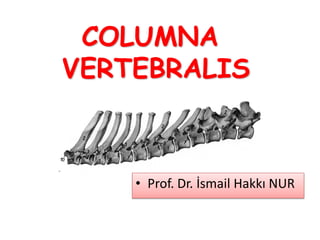 COLUMNA
VERTEBRALIS
• Prof. Dr. İsmail Hakkı NUR
 