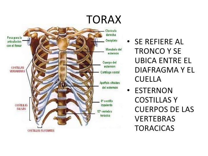 Columna vertebral torax costillas sacro y coxis