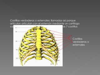 Costillas verdaderas o esternales: llamadas así porque articulan articulan con el esternón mediante un cartílago costal individual, corresponden a las primeras 7 costillas Costillas verdaderas o esternales 