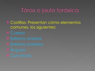 Costillas: Presentan cómo elementos comunes, los siguientes: Cuerpo Extremo anterior Extremo posterior Ángulos Curvaturas 