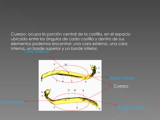 Cuerpo: ocupa la porción central de la costilla, en el espacio ubicado entre los ángulos de cada costilla y dentro de sus elementos podemos encontrar: una cara externa, una cara interna, un borde superior y un borde inferior. Cuerpo Borde inferior Borde superior Cara externa Cara interna 