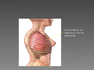Cara interna, se relaciona con los pulmones 