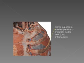 Borde superior: es romo y permite la inserción de los músculos intercostales 