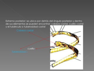 Extremo posterior: se ubica por detrás del ángulo posterior y dentro de sus elementos se pueden encontrar: cabeza costal, cuello costal y el tubérculo o tuberosidad costal Cabeza costal cuello Tuberosidad o tubérculo 