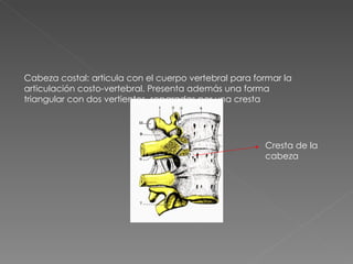 Cabeza costal: articula con el cuerpo vertebral para formar la articulación costo-vertebral. Presenta además una forma triangular con dos vertientes, separadas por una cresta Cresta de la cabeza 